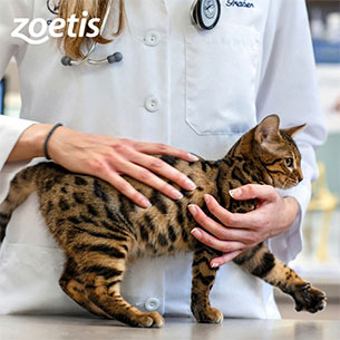 zoetis